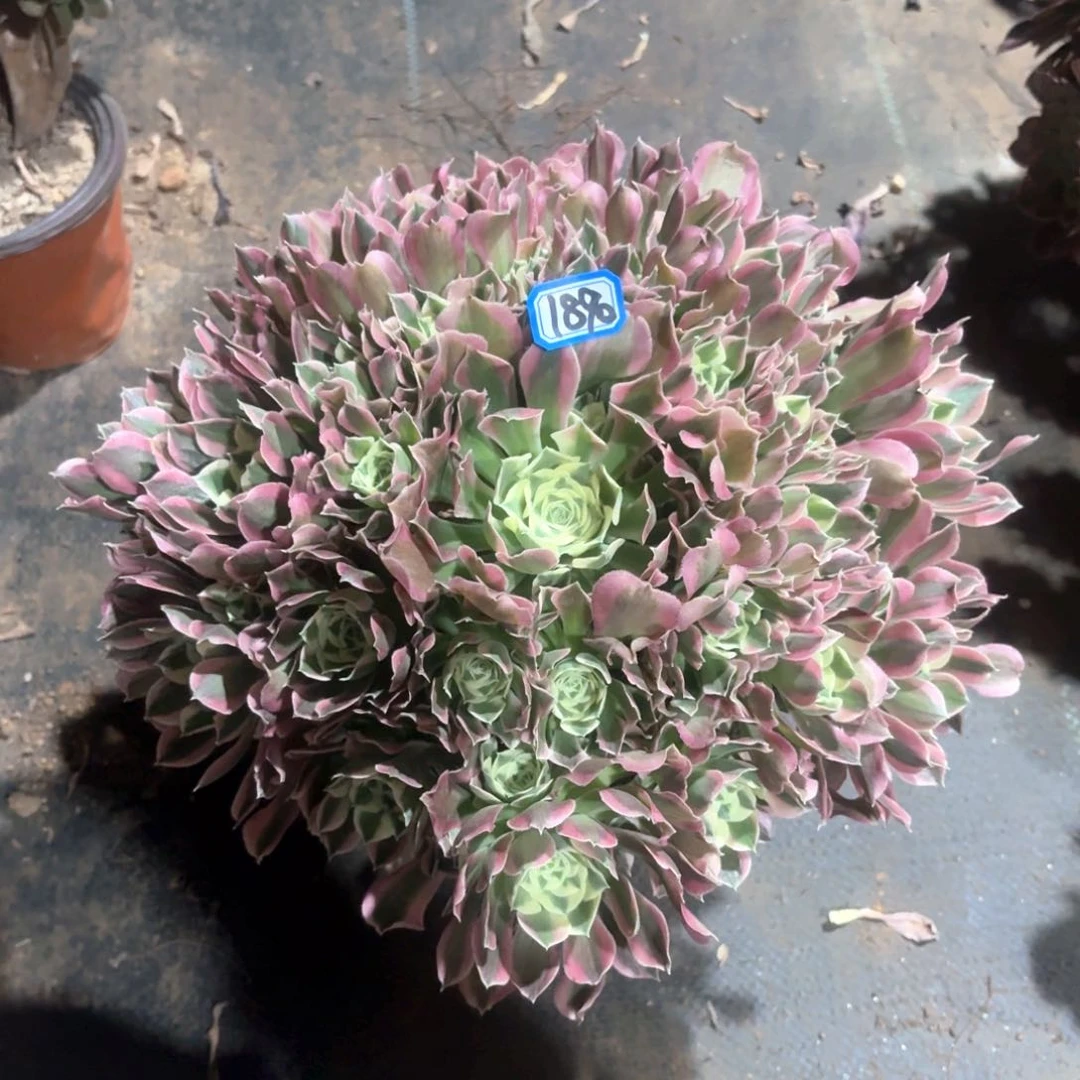 番*白凤法师多肉1890