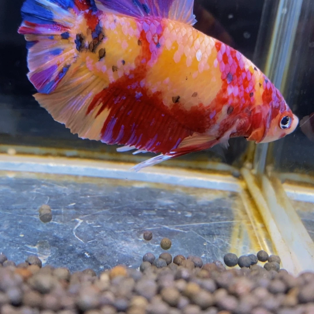 斗鱼260巨斗11111