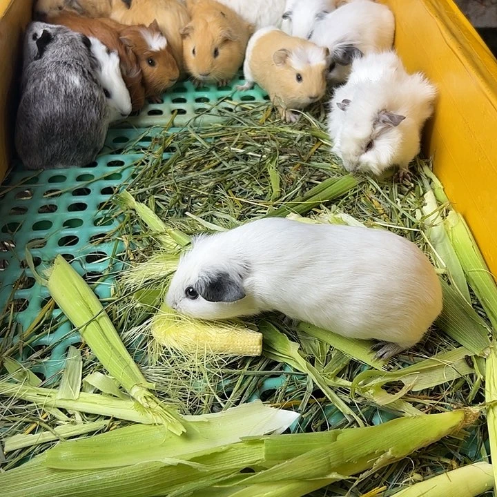 奶黄白英短弟弟228