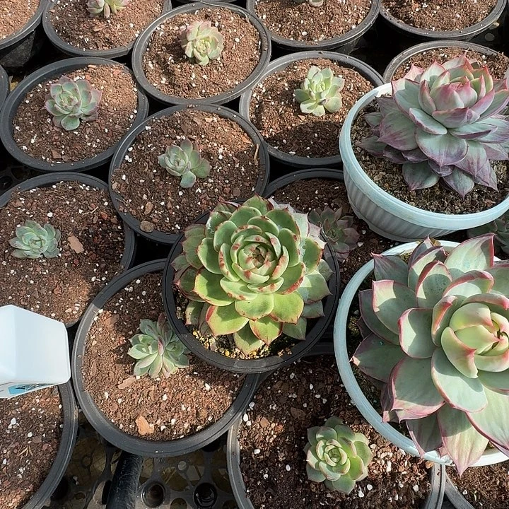 花脸惊鸿多肉植物