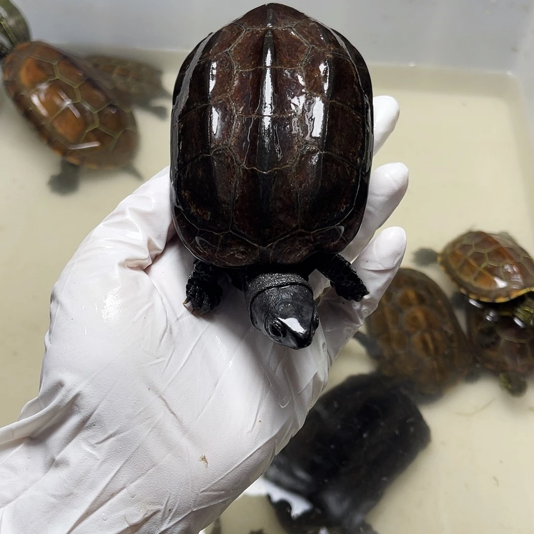 绿毛龟母1237896123596