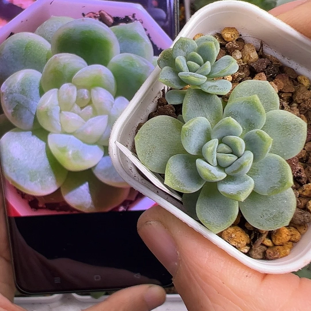 双头粉尖白财 12。