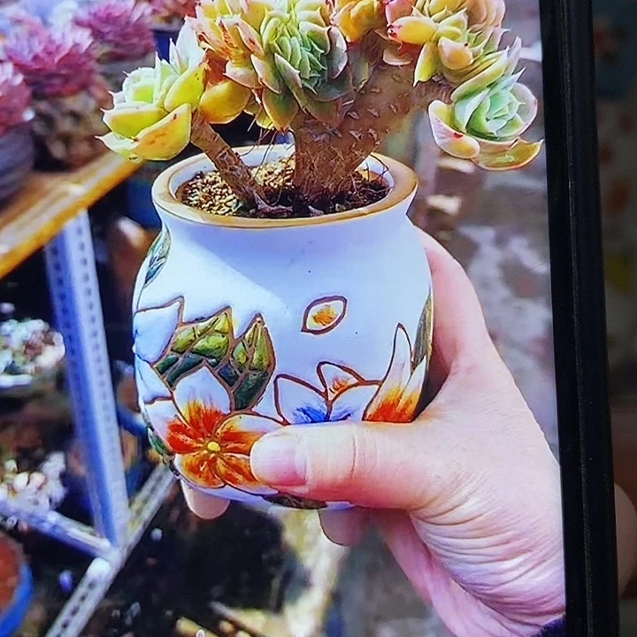 韩式多肉植物花盆