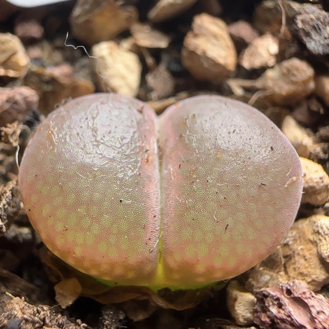 红宝石793带盆土。