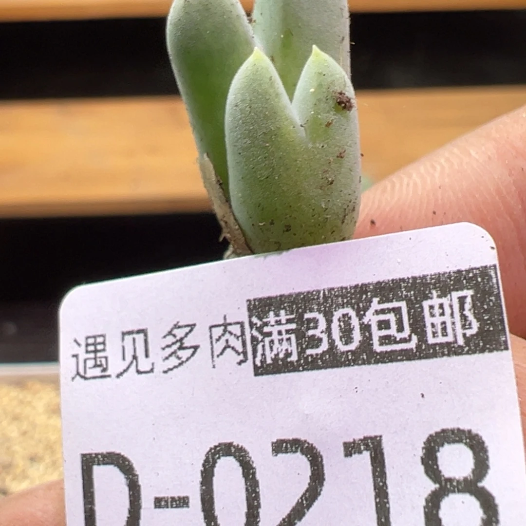 多肉植物1111111111