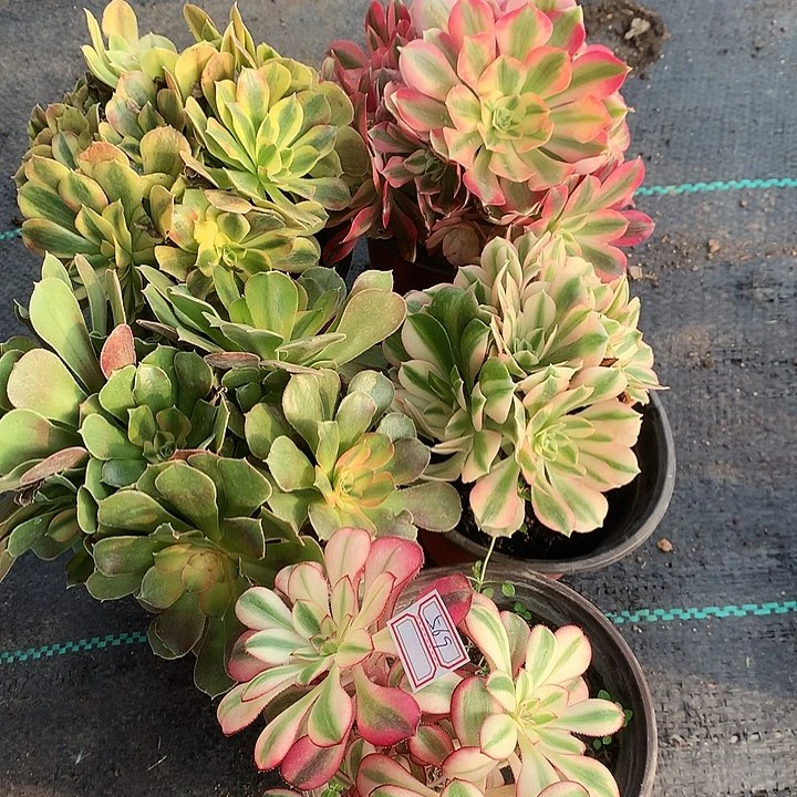 569五棵多肉植物