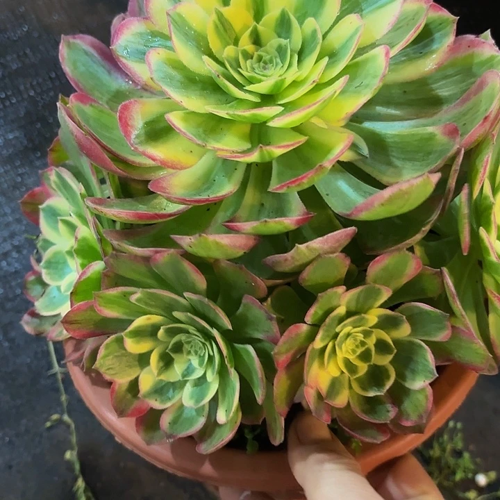 多肉植物福利444个