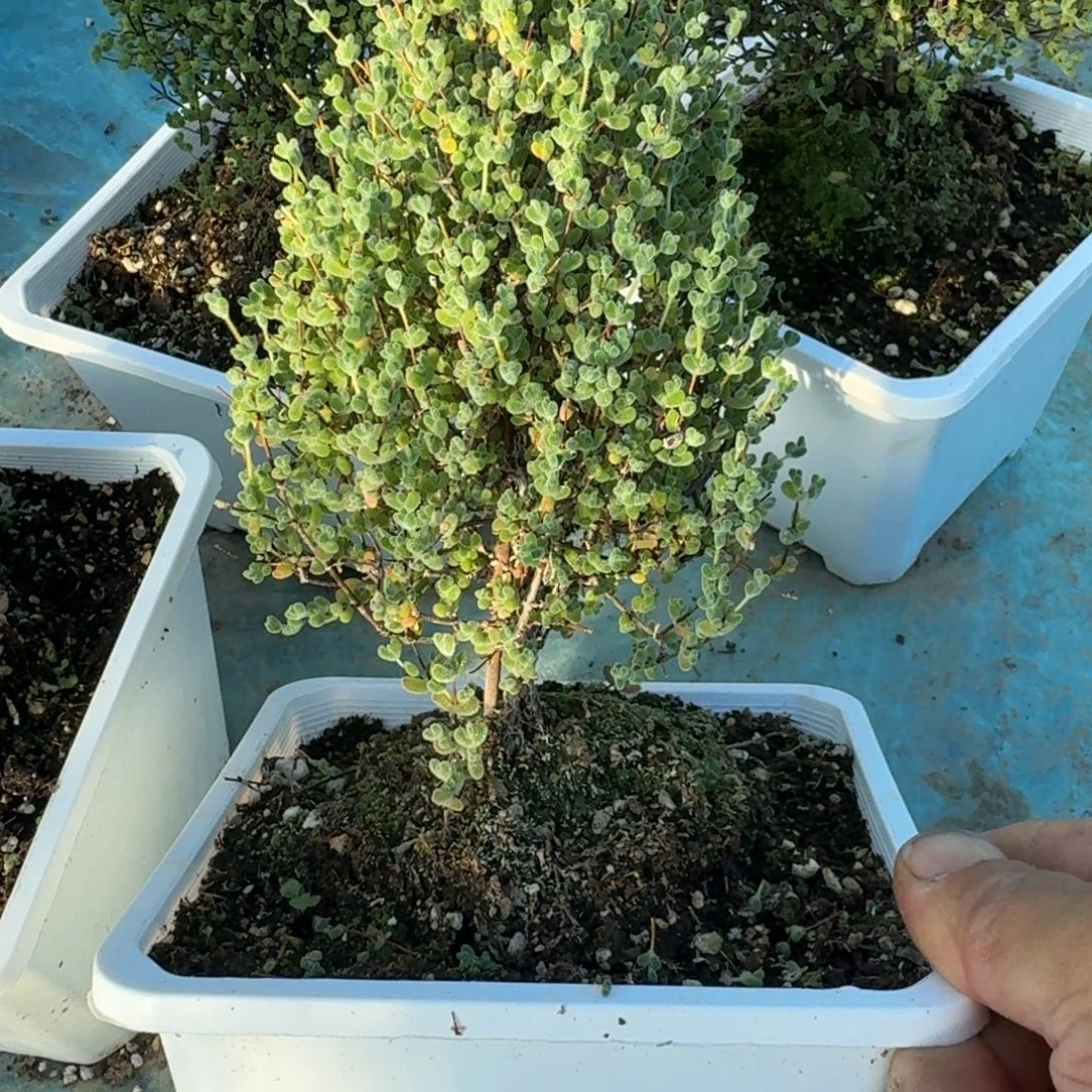 大盆莱斯带盆带土发