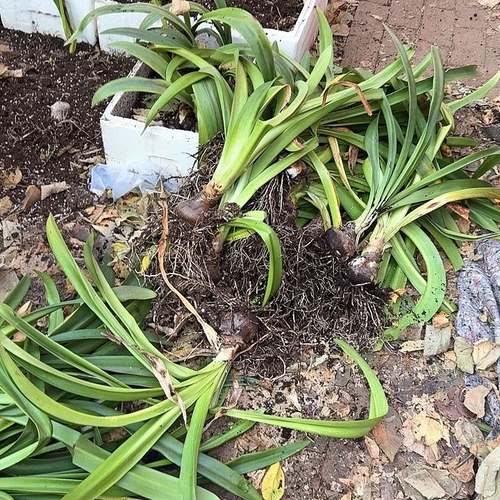 直播间样品球一颗春节看花