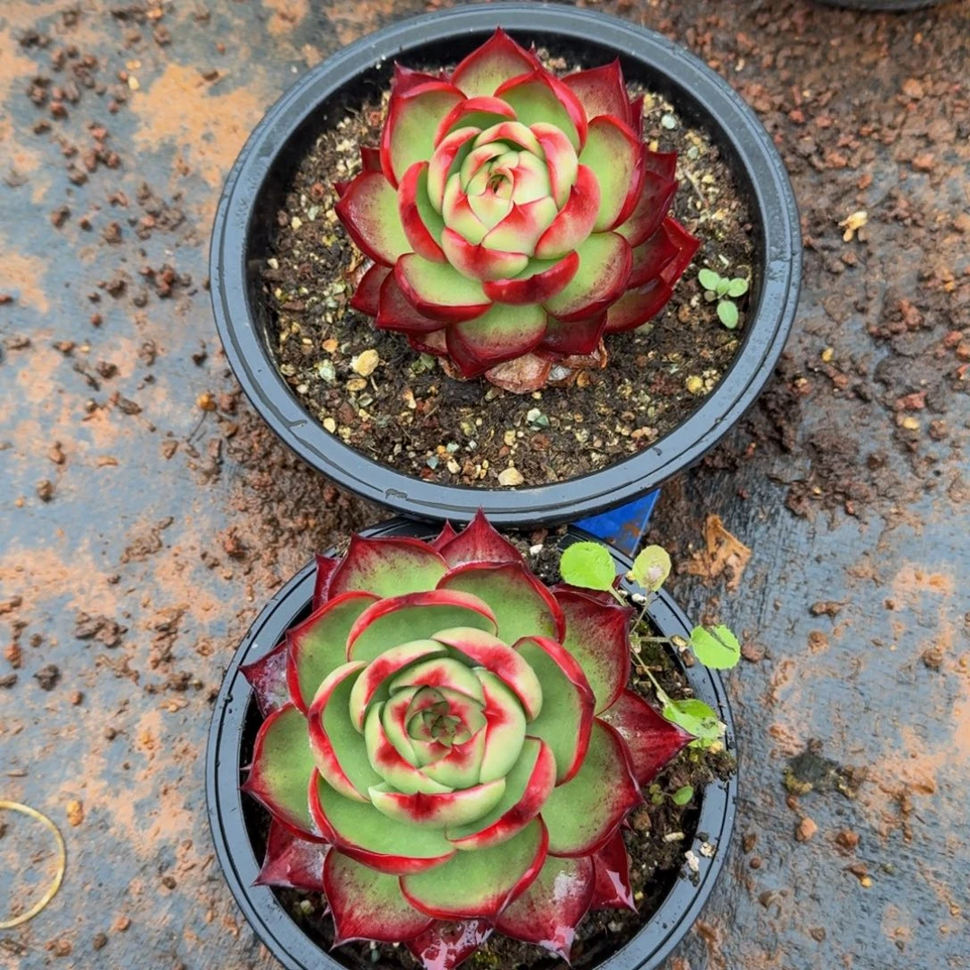 烟***花无花朵哈哈哈哈哥哥哈哈哈哈哈哈哈哈哈哈