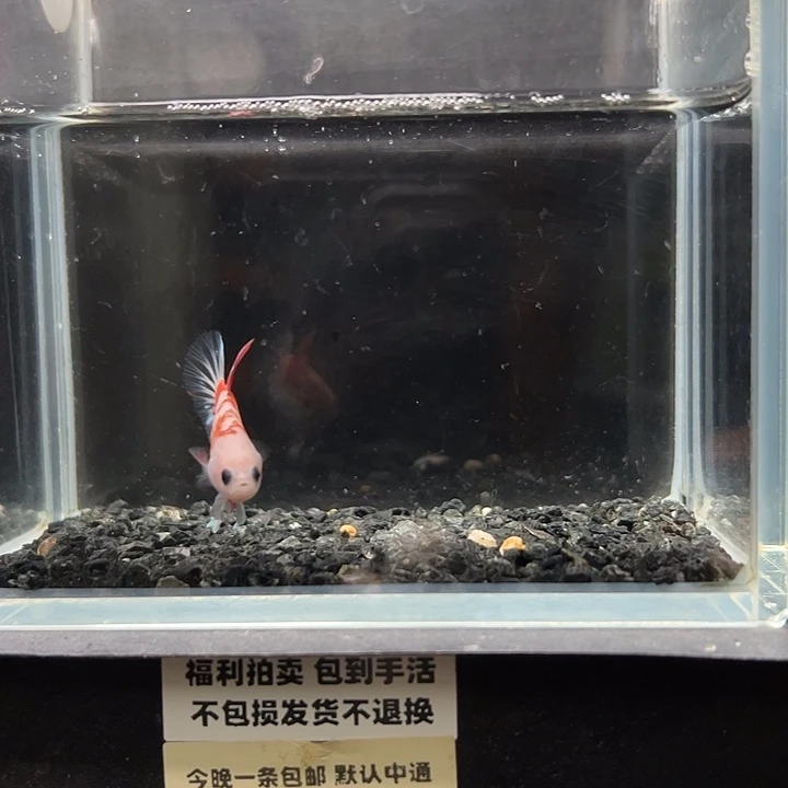 斗鱼竞拍跑单拉黑24日49