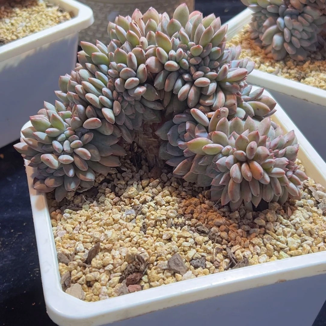 小*儿新年快乐 新年快乐