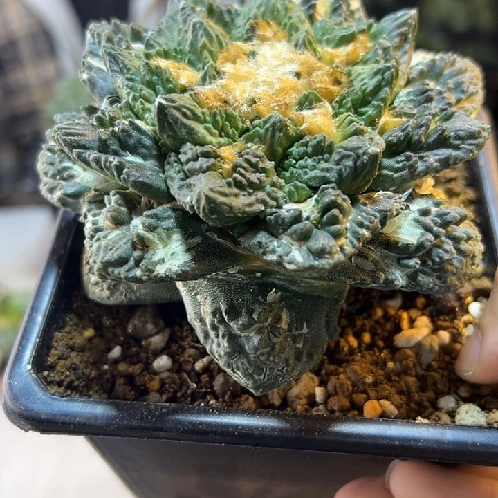 5号自根龙角龟10.8公分