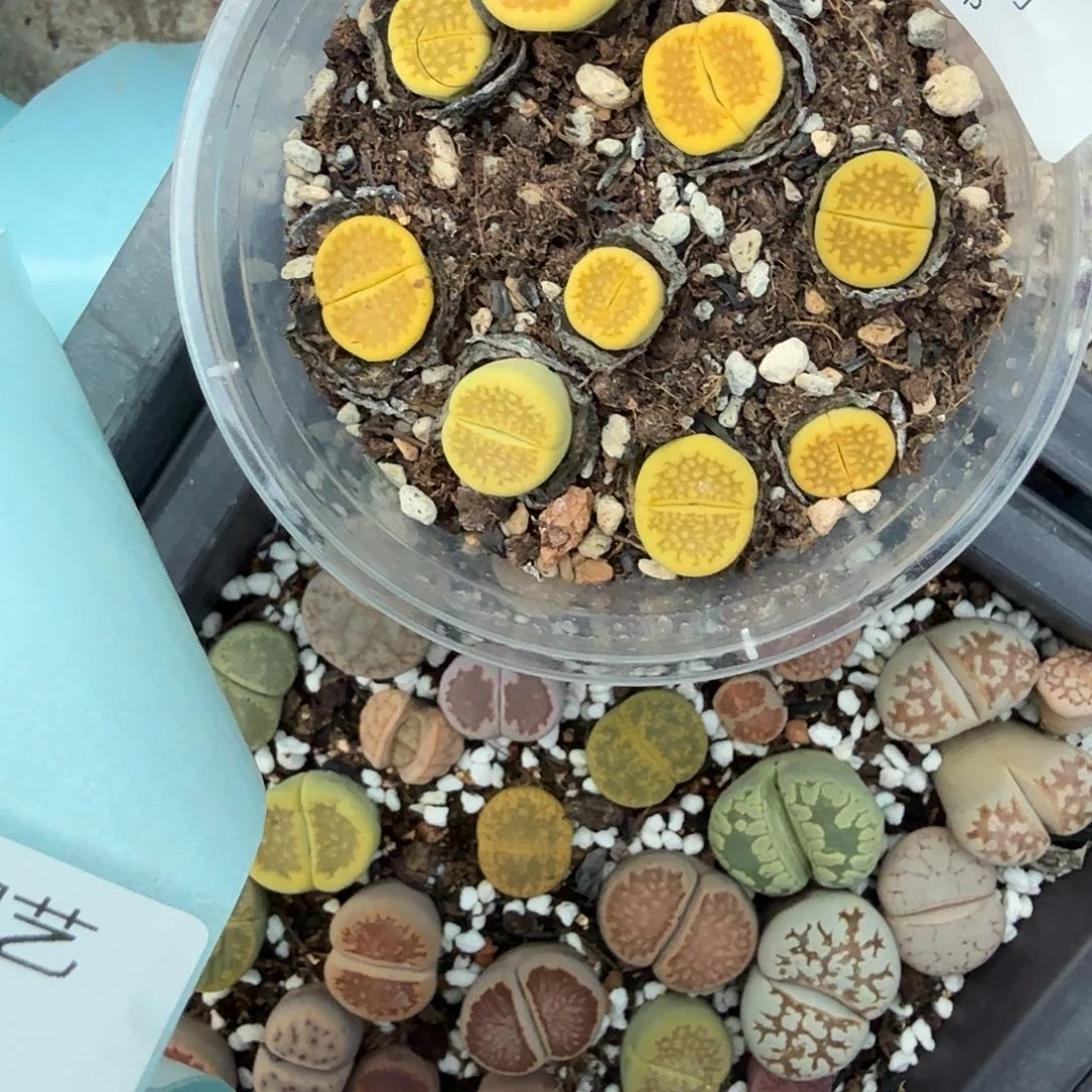 不能给她打吗怎么回呢127哈哈