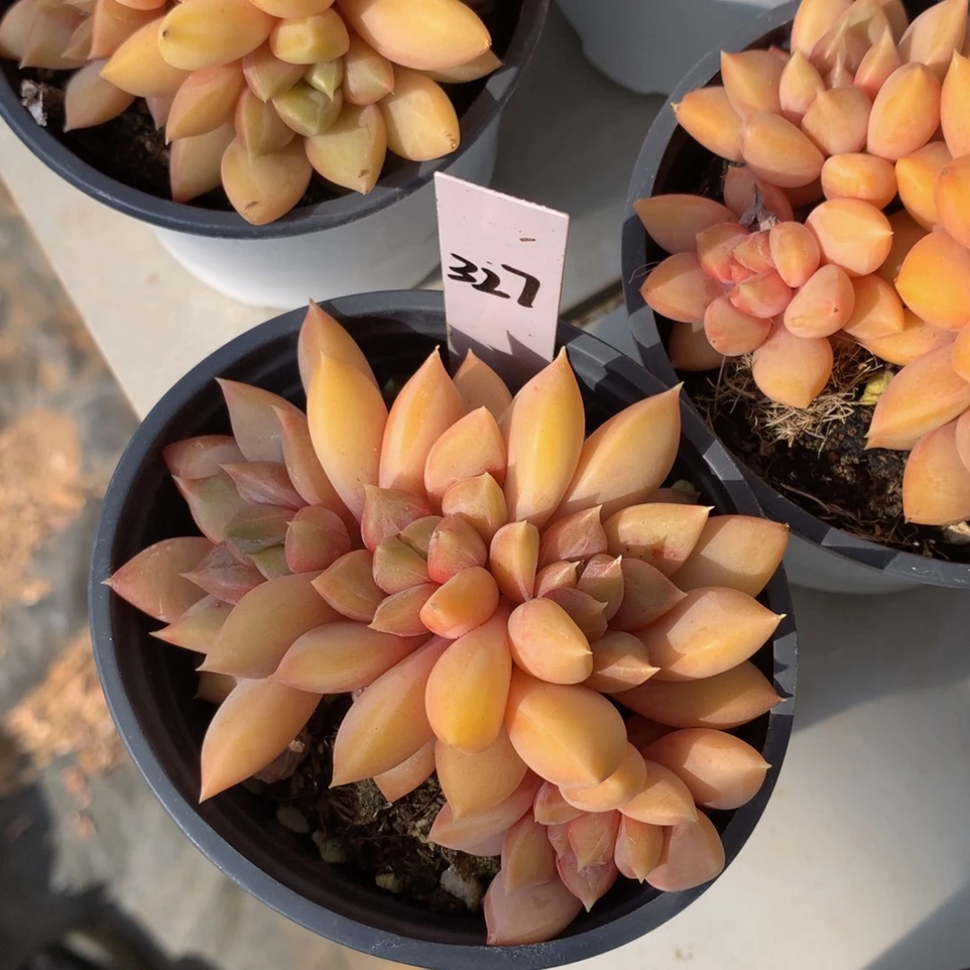 红象牙62626267373737372