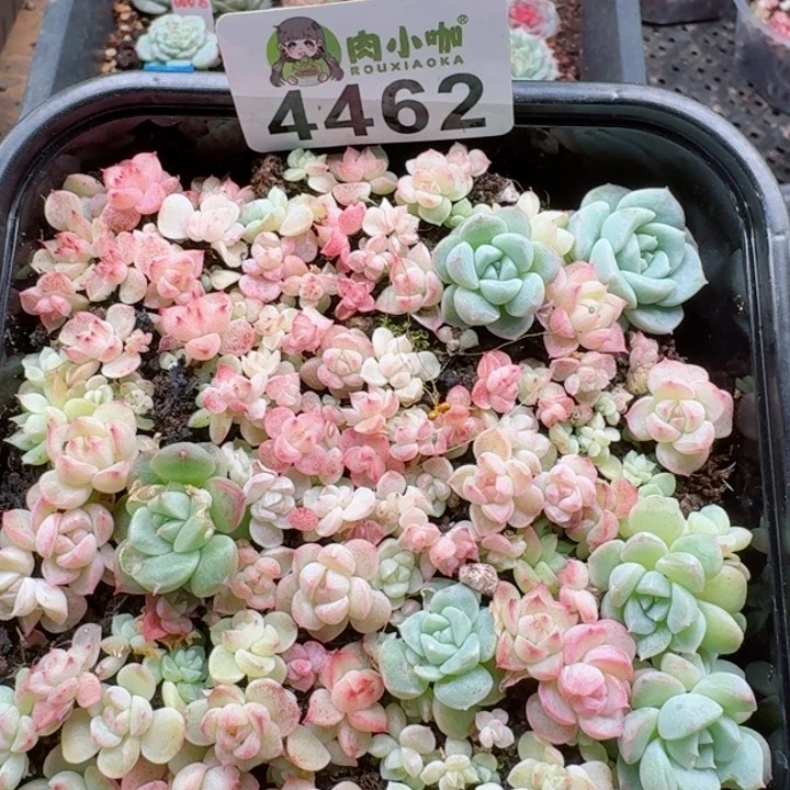多肉植物多肉植物