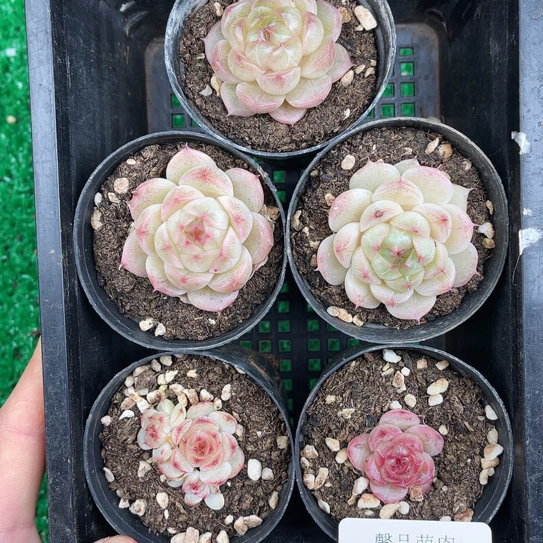 多肉一物一拍10-125