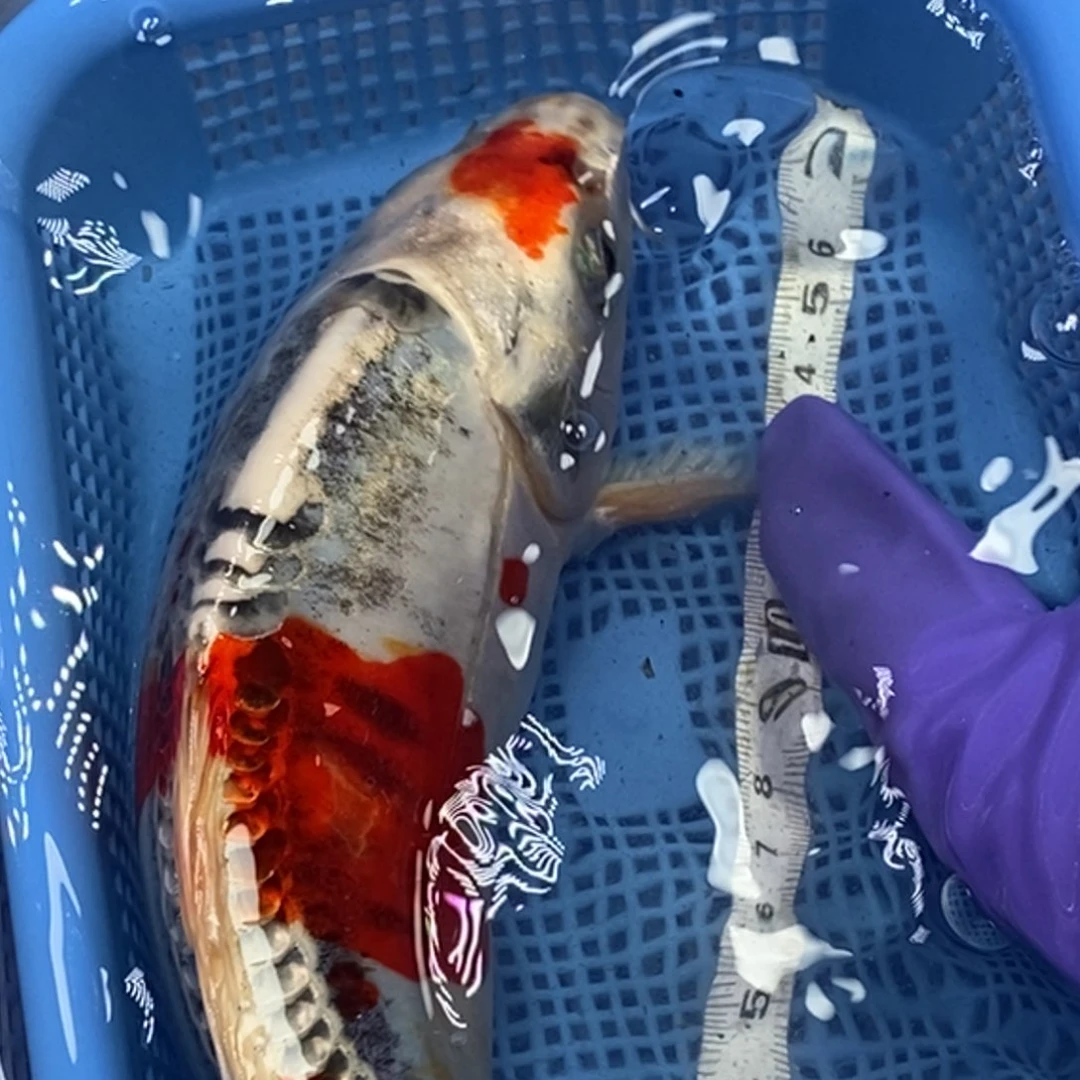 锦鲤冷水锦鲤包邮