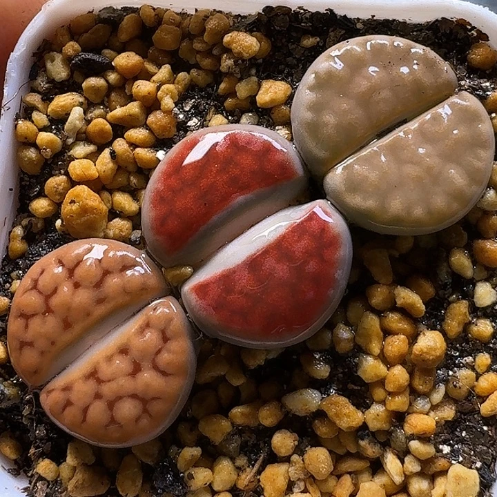 生石花1111111。   312