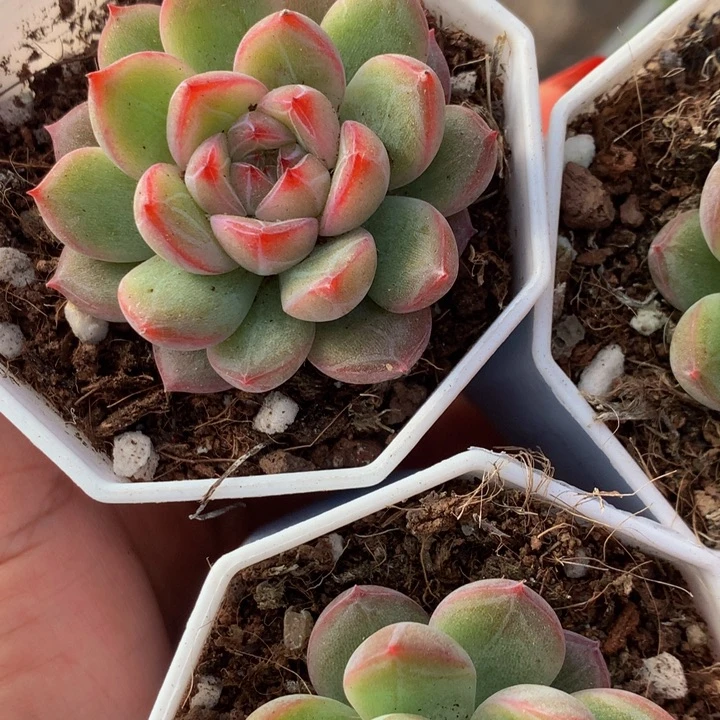 雪花珍妮 （满9.99包邮不满9.99发叶子）