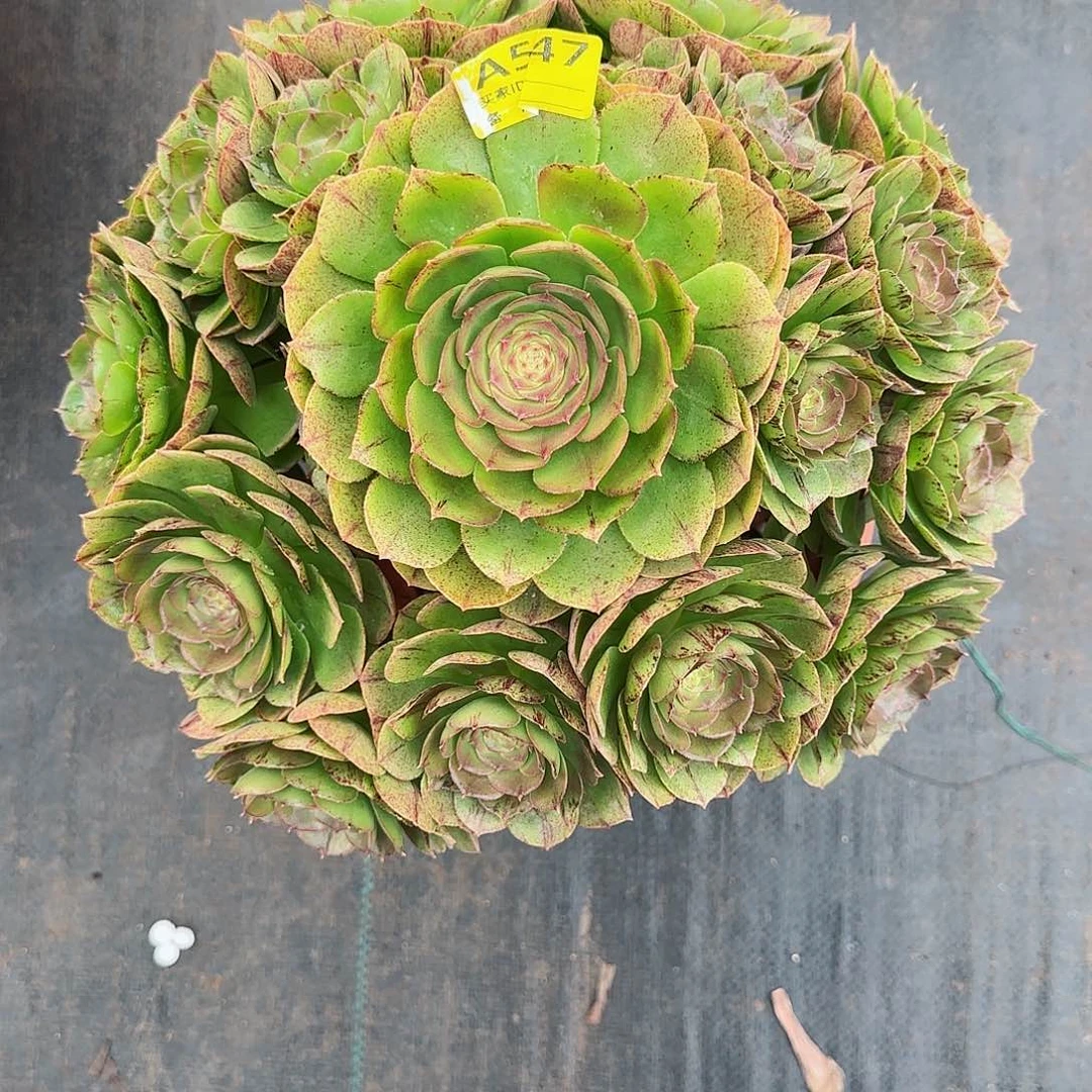 万拉丝法师多肉547