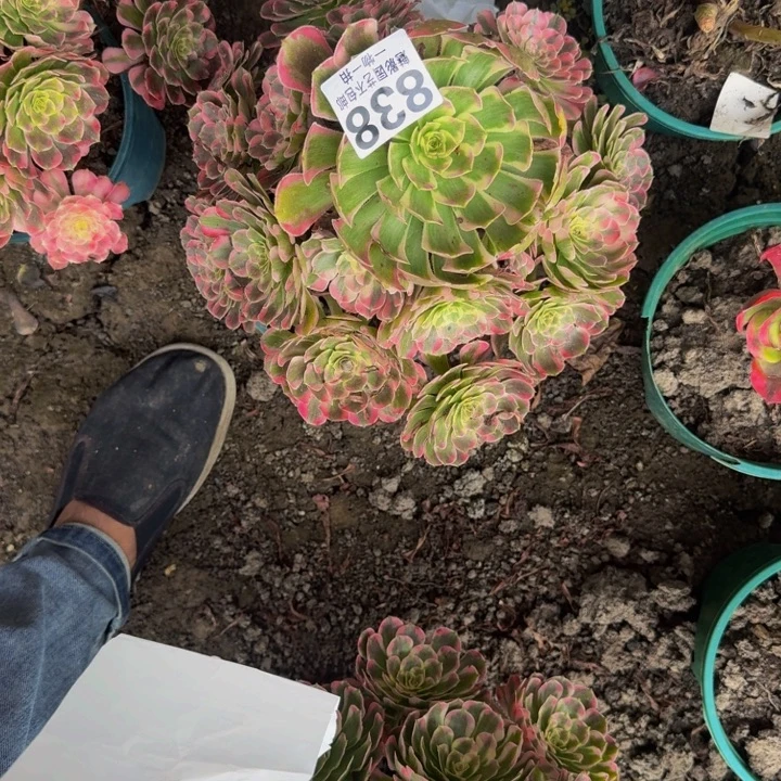 霁月花25-47包邮花花