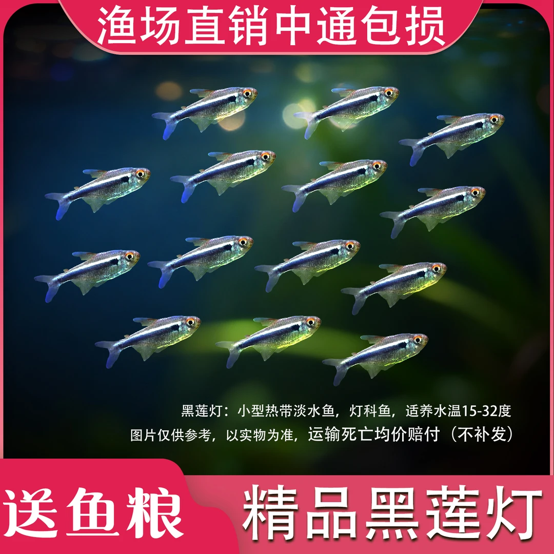 黑莲灯鱼黑灯管小型观赏鱼草缸黑灯活体淡水群游黑莲灯鱼霓虹灯鱼