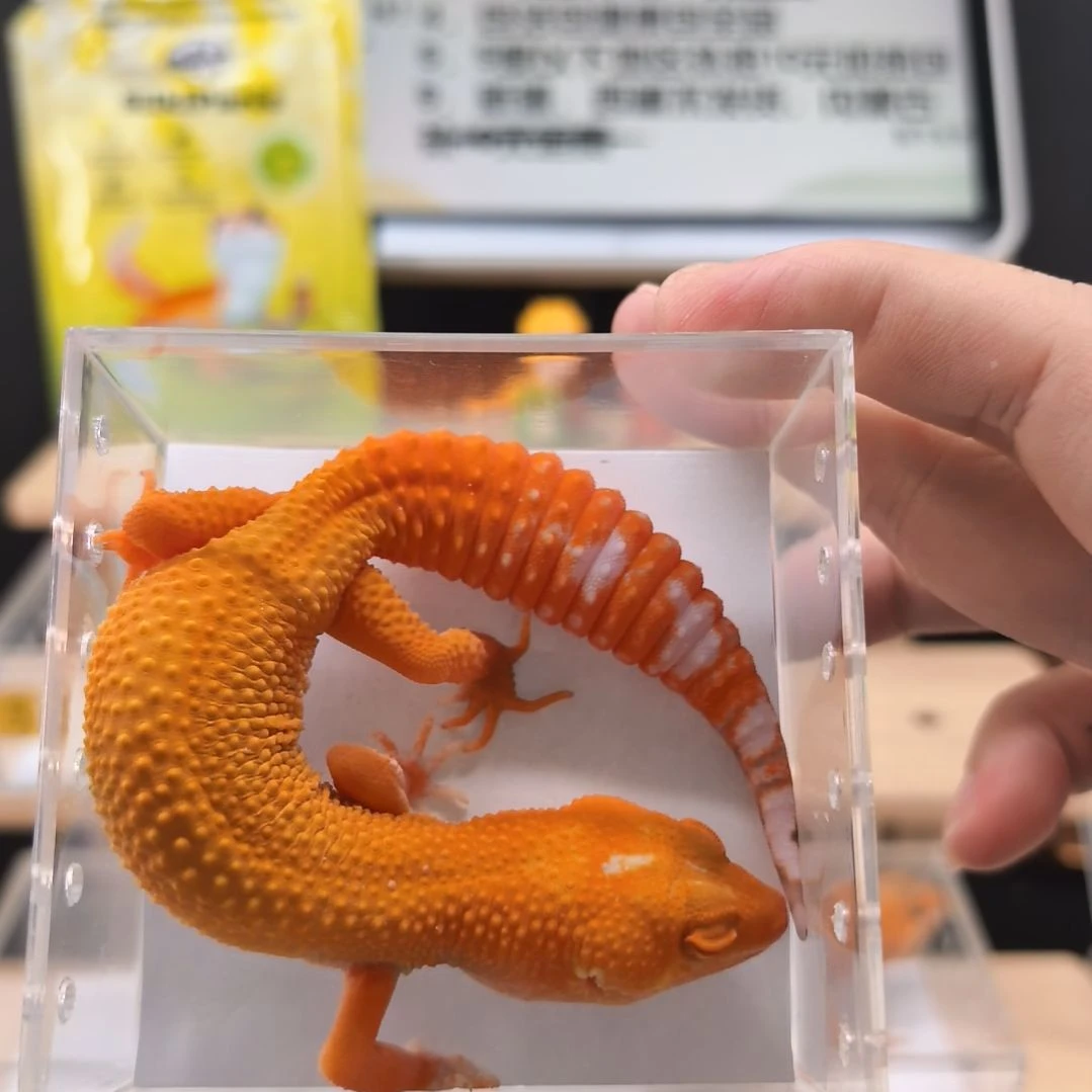 豹纹守宫贝尔蜜橘小亚成母8.9出壳体重30克