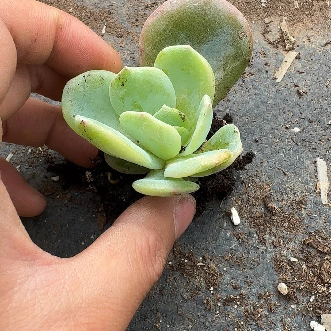 冰红茶一颗量拍8-43