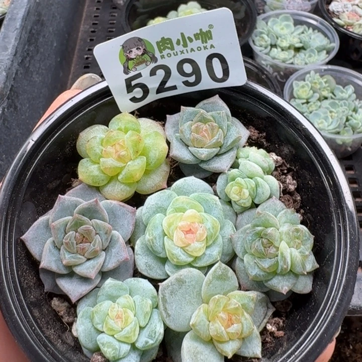 多肉植物多肉植物