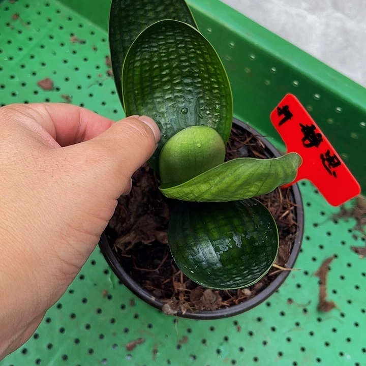 完全开放油麻老一号