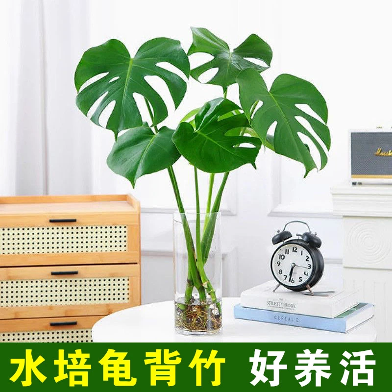 【水培龟背竹】客厅办公室耐阴土培水养绿植吸甲醛室内绿植好养易活