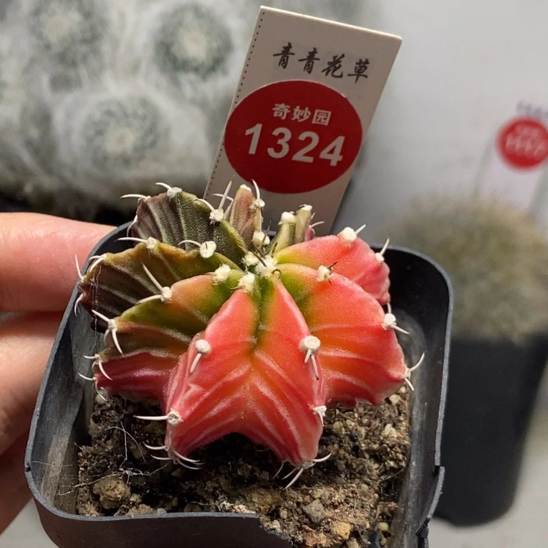 实生肋骨牡丹锦4.5cm