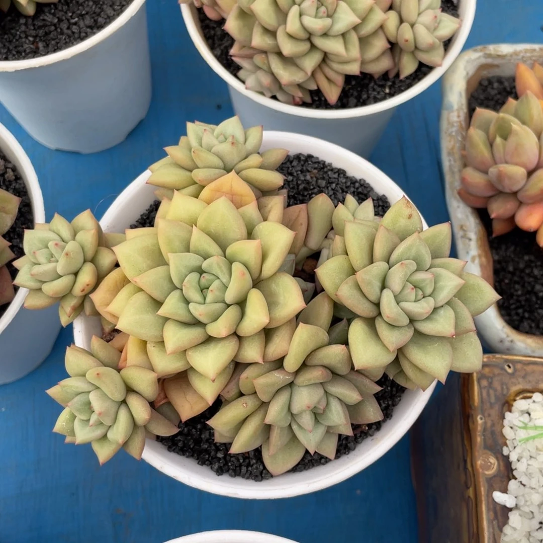 多肉植物盆栽多肉植物