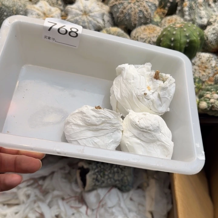 兜星球小视频768月