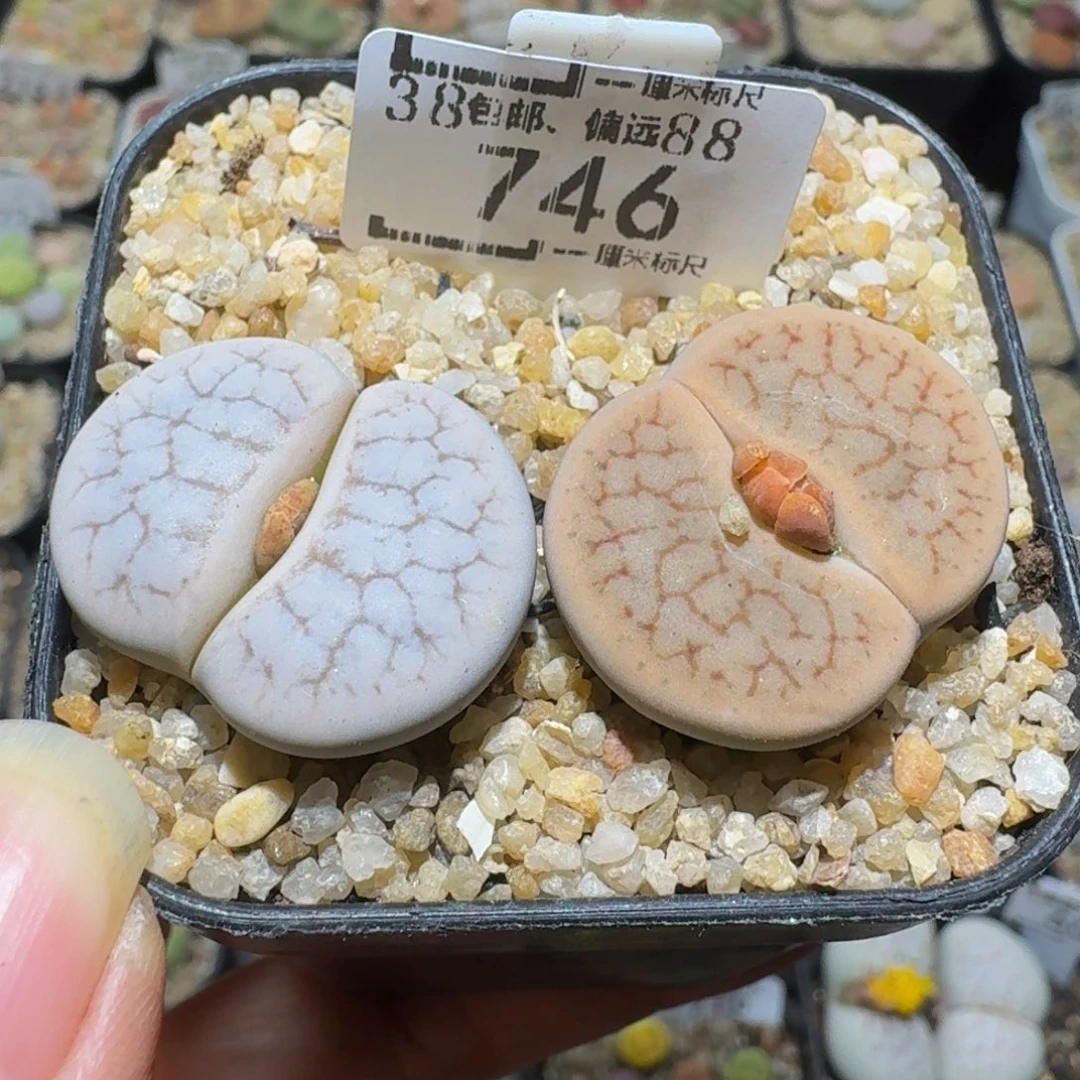 Ssss精品生石花746