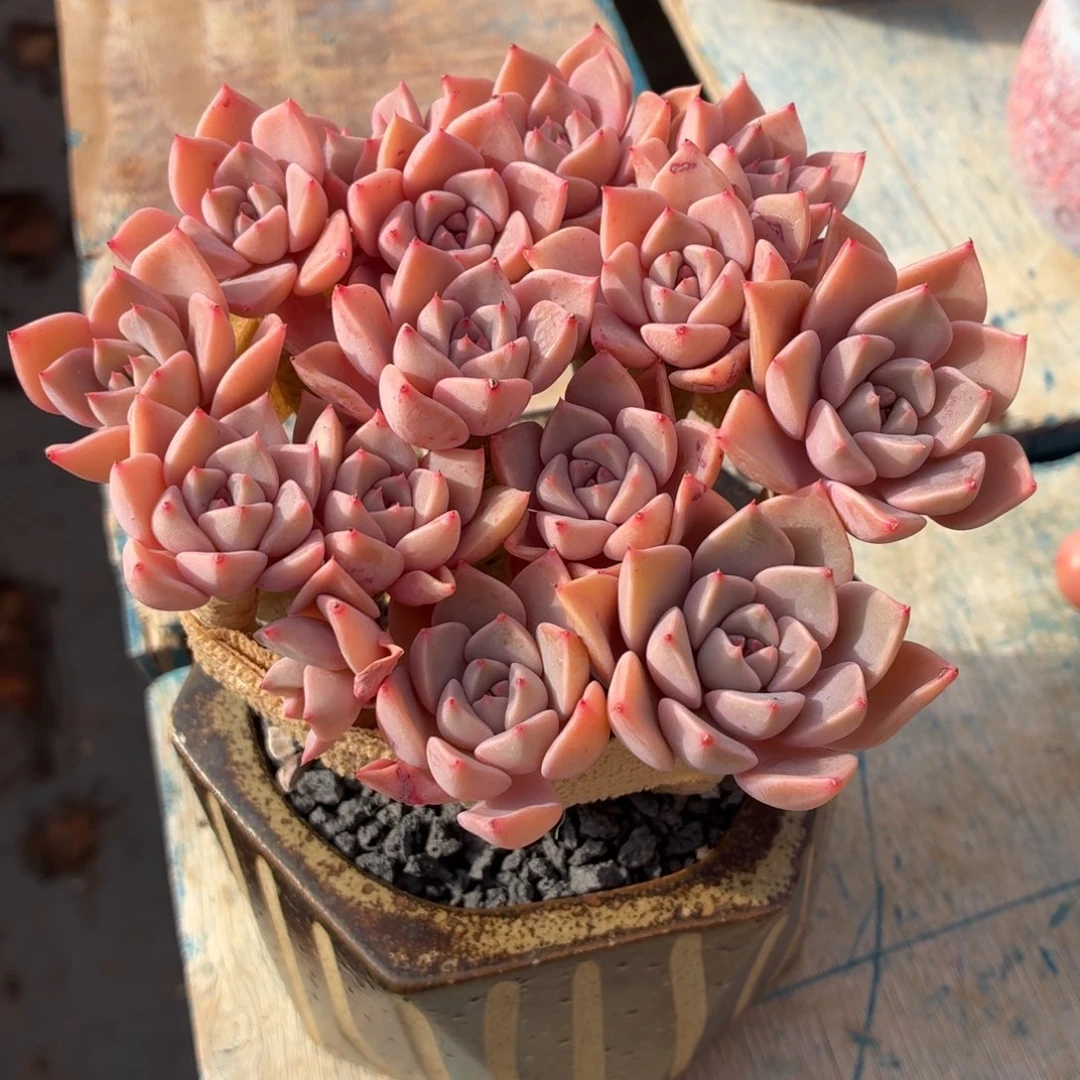 多肉植物 红粉佳人-4