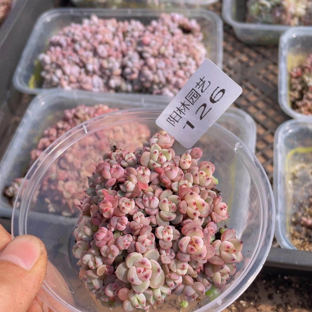 多肉植物多肉植物126