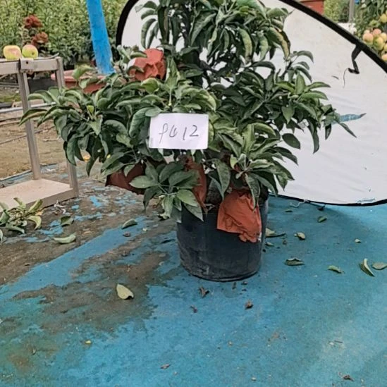 无花朵精品高档龙型苹果盆景