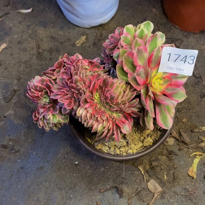 荔枝多肉断头不包1743