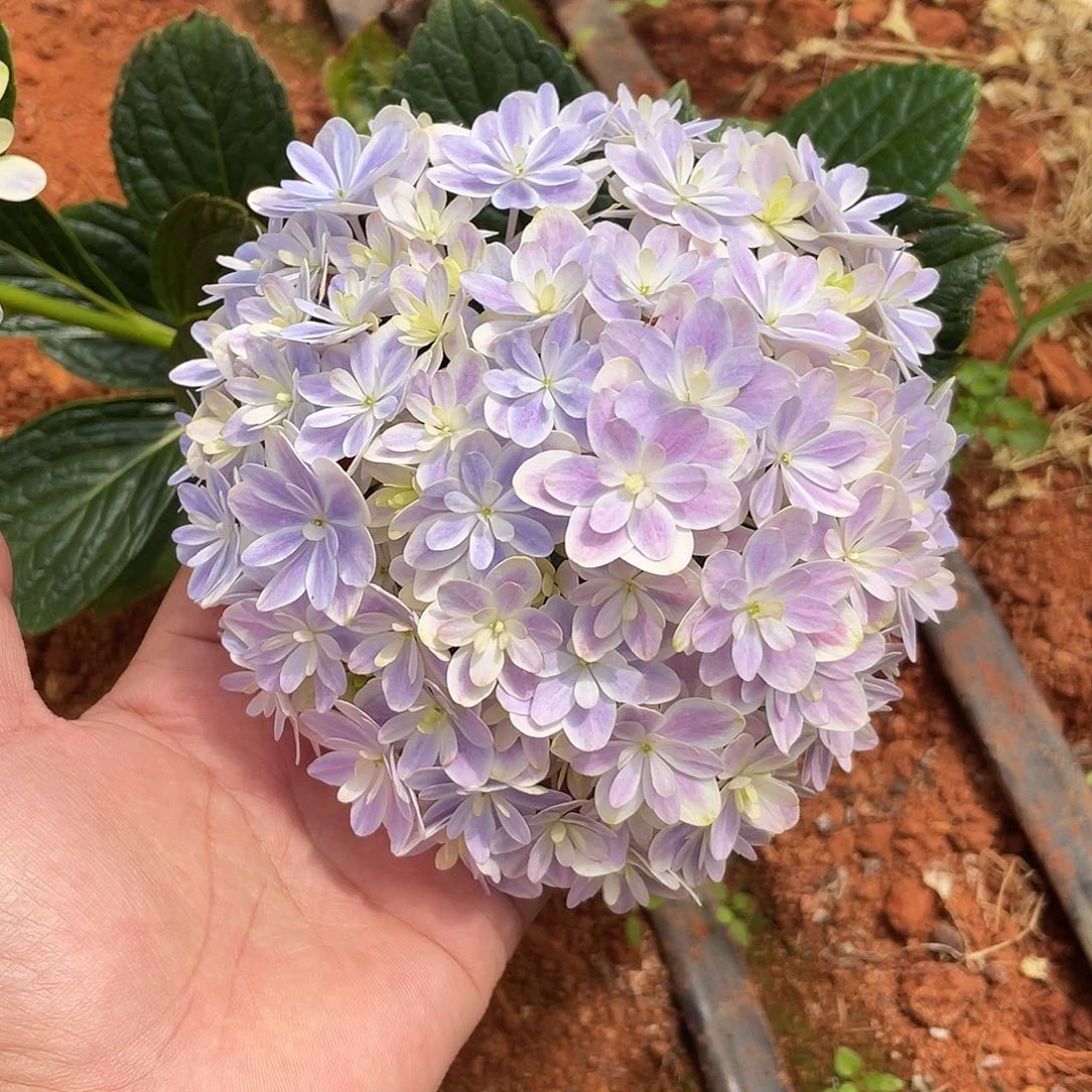 绣球切花一物一拍3枝起包邮，77