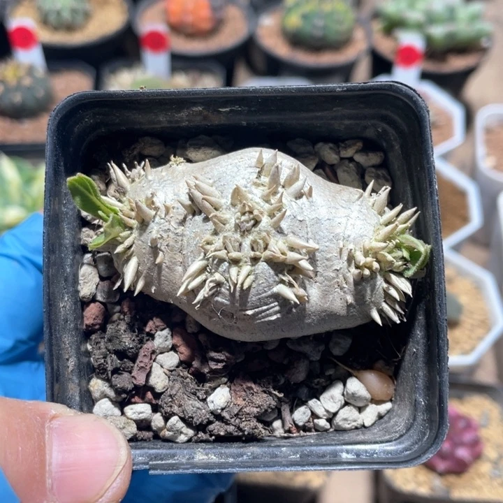 10大惠比须笑块根