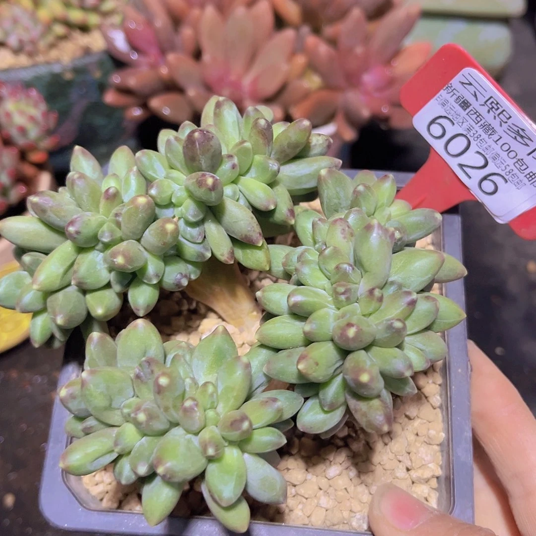 6026千代田缀多肉植物