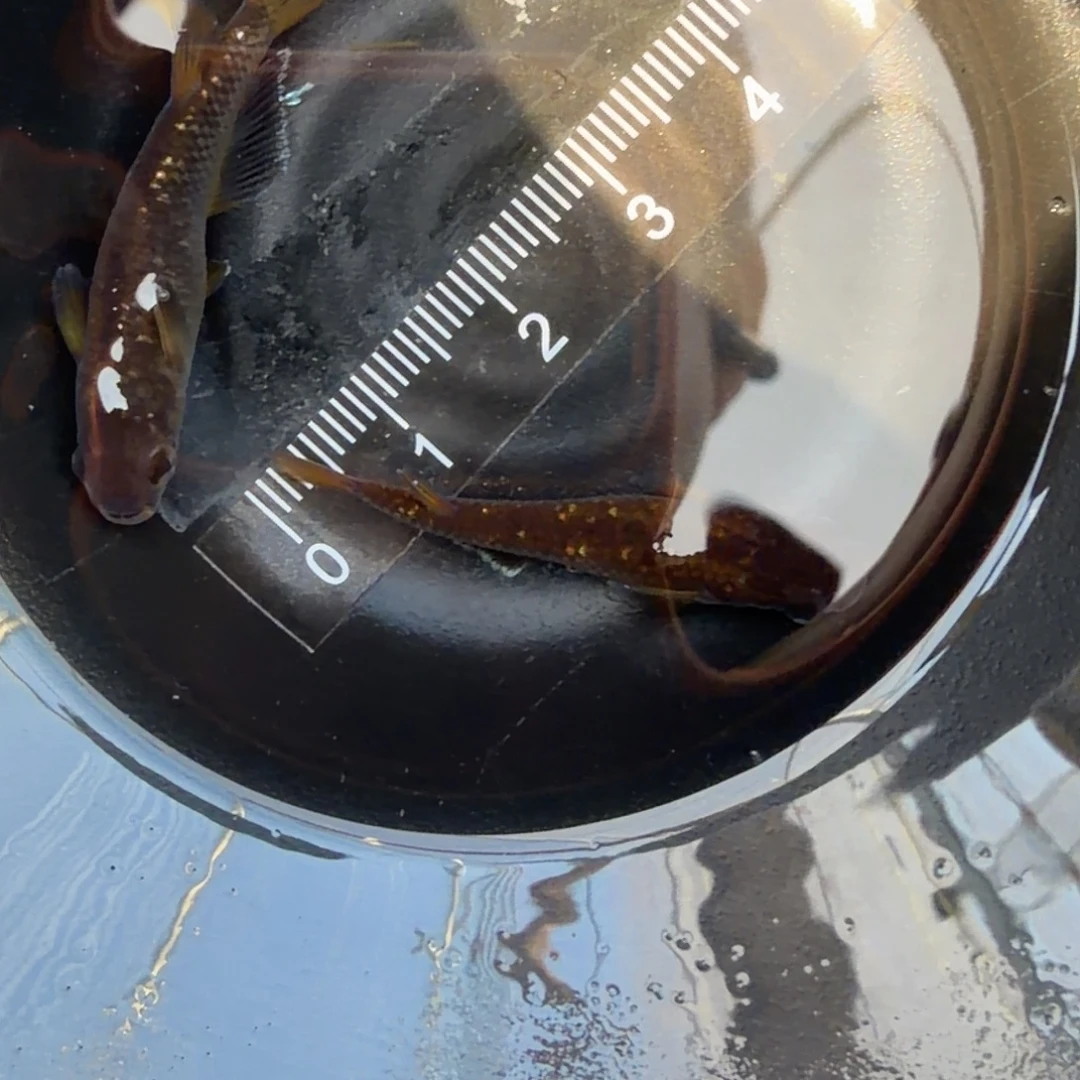 青鳉鱼观背青鳉17