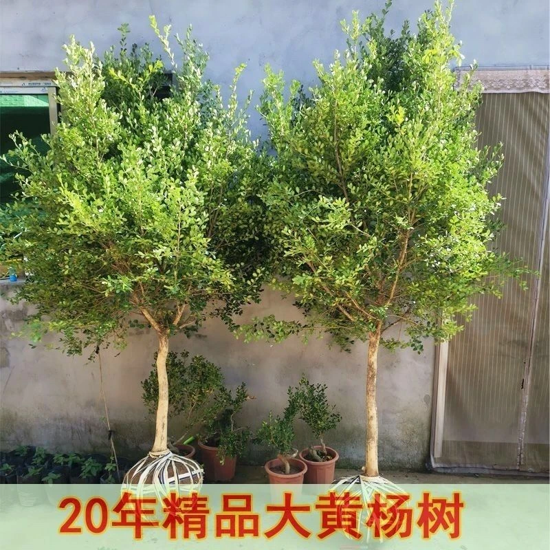 耐寒小叶瓜子黄杨独杆树苗庭院绿化素材高杆树桩