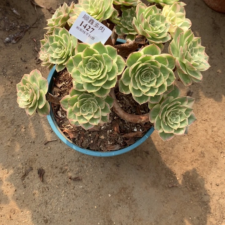 1427莲花座多肉植物特价