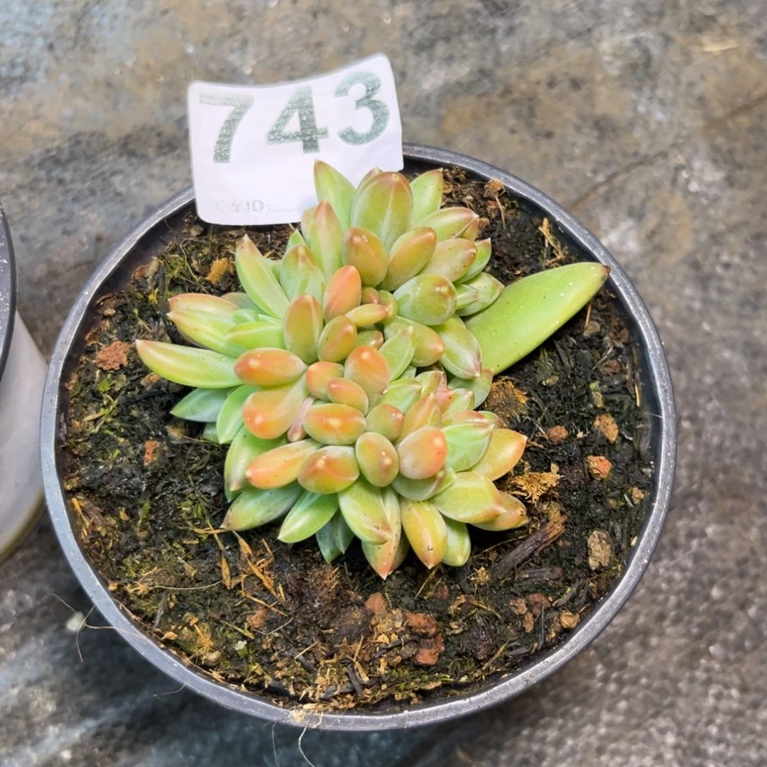 莫吉托多肉植物743