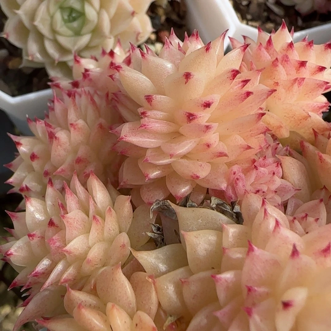 花语逸镜0130-547s散