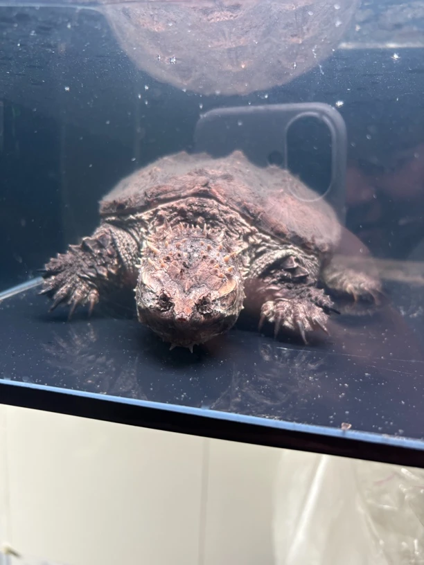 《直播精选》人工饲养大头爆刺纯佛鳄  观赏宠物龟