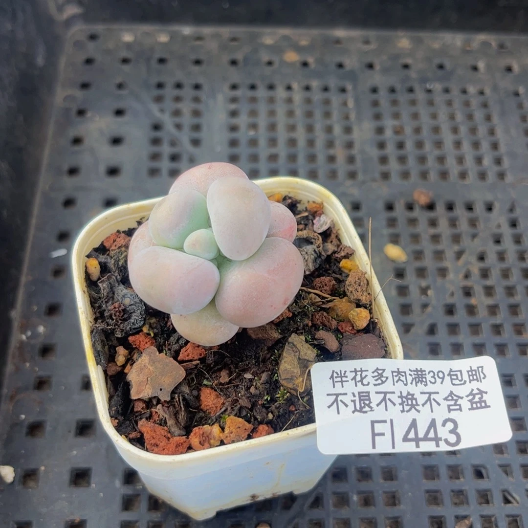 443-芭比奶多肉3cm